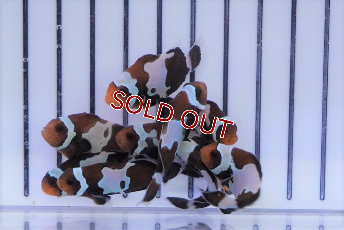 画像3: 【海水魚・クマノミ】ブラックスノーフレーククラウン(1匹)±3.5-4.5cm (サンプル画像）（生体）(海水魚) (3)