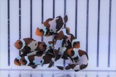 画像3: 【海水魚・クマノミ】ブラックスノーフレーククラウン（3匹）±3.5-4.5cm (サンプル画像）（生体）(海水魚) (3)