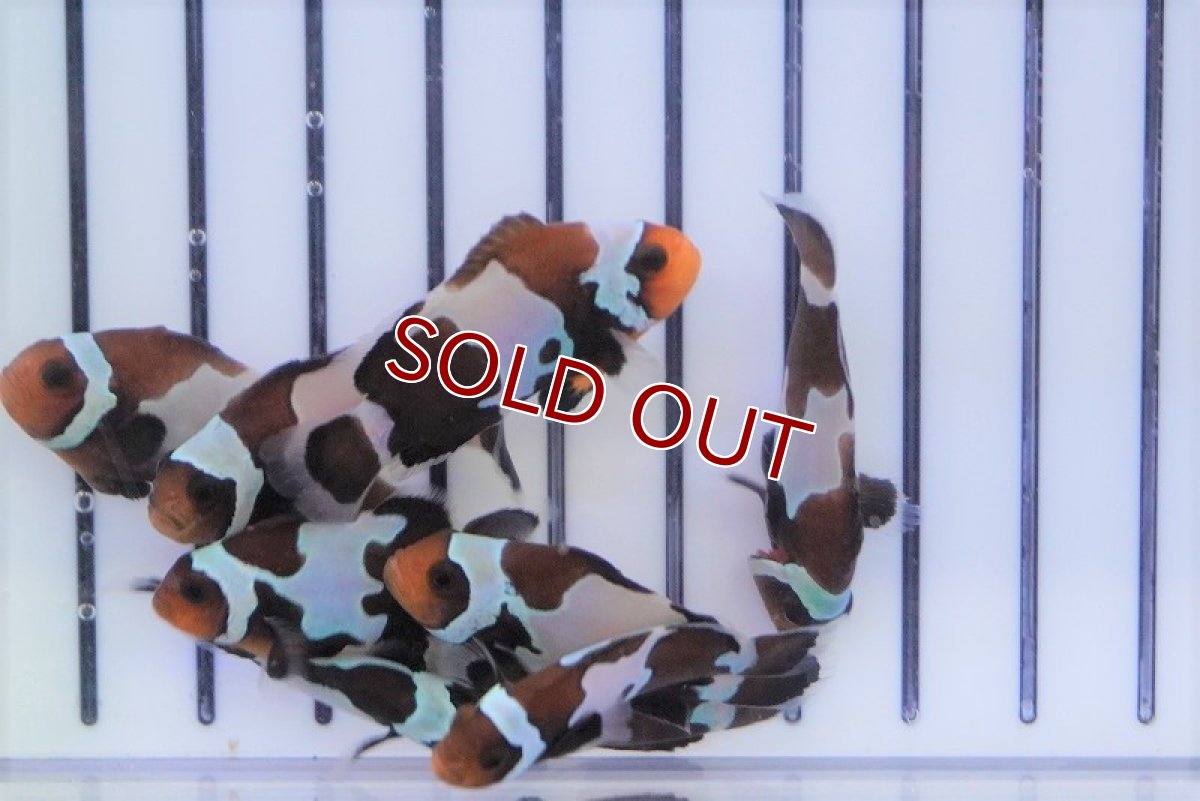 画像4: 【海水魚・クマノミ】ブラックスノーフレーククラウン（3匹）±3.5-4.5cm (サンプル画像）（生体）(海水魚) (4)