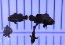 画像1: 【海水魚・クマノミ】【通販】ミッドナイトクラウンフィッシュ（1匹）（±2.5-3cm）（サンプル画像）（生体）(海水魚) (1)