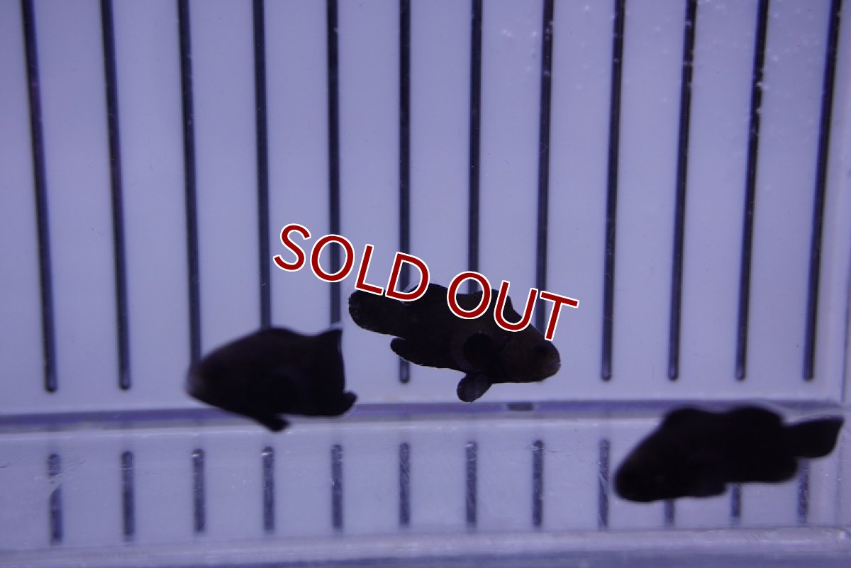 画像2: 【海水魚・クマノミ】ミッドナイトクラウンフィッシュ（1匹）（±2.5-3cm）（サンプル画像）（生体）(海水魚) (2)