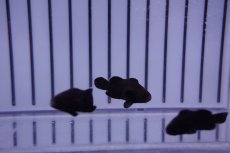 画像2: 【海水魚・クマノミ】ミッドナイトクラウンフィッシュ（1匹）（±2.5-3cm）（サンプル画像）（生体）(海水魚) (2)