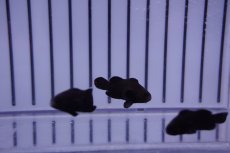 画像2: 【海水魚・クマノミ】【通販】ミッドナイトクラウンフィッシュ（1匹）（±2.5-3cm）（サンプル画像）（生体）(海水魚) (2)