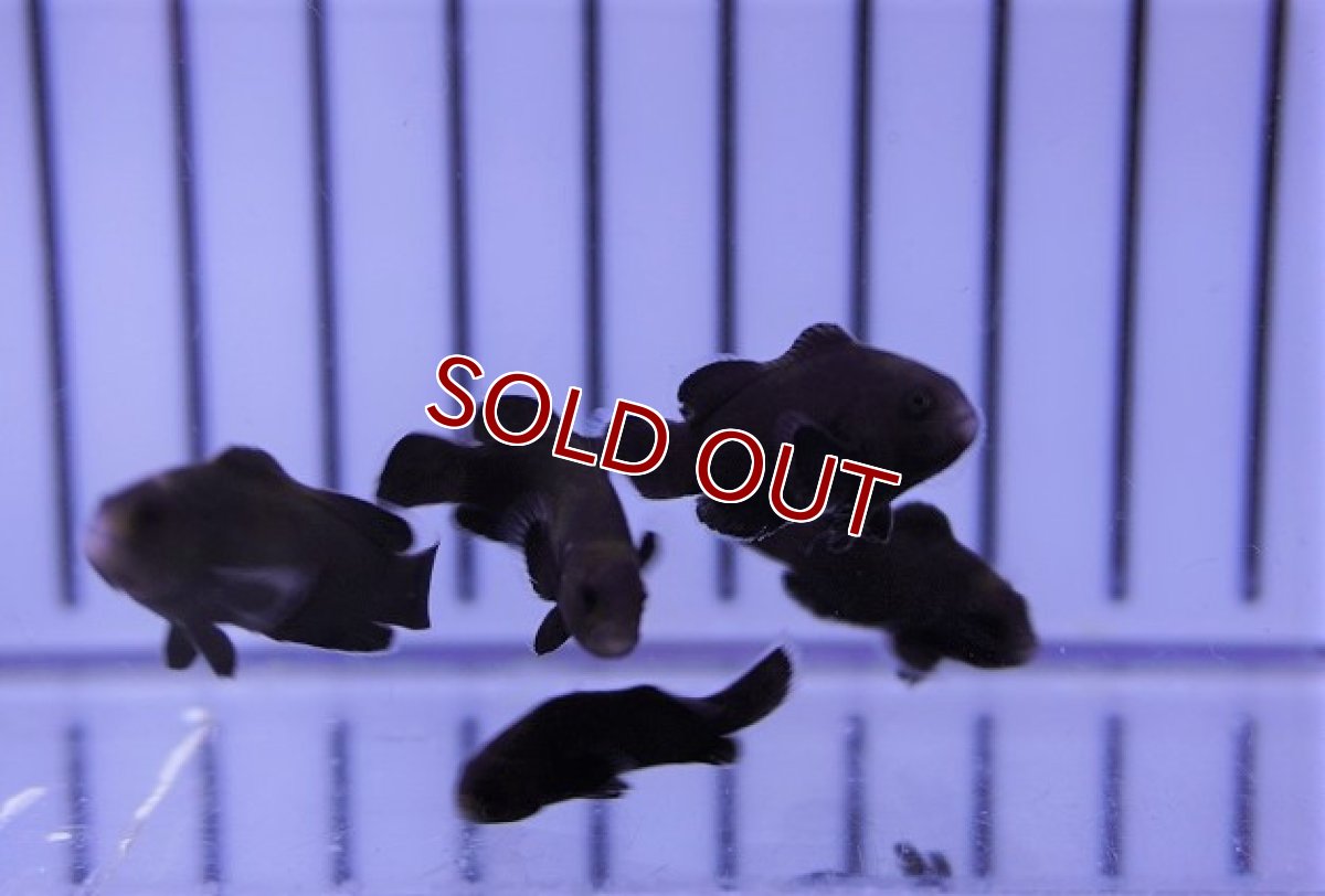 画像3: 【海水魚・クマノミ】ミッドナイトクラウンフィッシュ（1匹）（±2.5-3cm）（サンプル画像）（生体）(海水魚) (3)