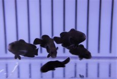 画像3: 【海水魚・クマノミ】【通販】ミッドナイトクラウンフィッシュ（1匹）（±2.5-3cm）（サンプル画像）（生体）(海水魚) (3)