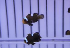画像1: 【海水魚・クマノミ】ドミノクラウンフィッシュ（1匹）（±2.5-3cm）（サンプル画像）（生体）(海水魚) (1)