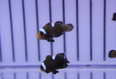 画像1: 【海水魚・クマノミ】【通販】ドミノクラウンフィッシュ（1匹）（±2.5-3cm）（サンプル画像）（生体）(海水魚) (1)