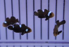 画像2: 【海水魚・クマノミ】ドミノクラウンフィッシュ（1匹）（±2.5-3cm）（サンプル画像）（生体）(海水魚) (2)
