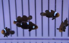 画像3: 【海水魚・クマノミ】ドミノクラウンフィッシュ（1匹）（±2.5-3cm）（サンプル画像）（生体）(海水魚) (3)
