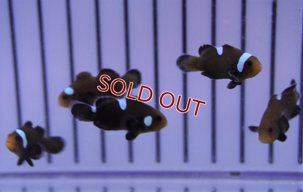 画像3: 【海水魚・クマノミ】ドミノクラウンフィッシュ（3匹セット）（±2.5-3cm）（サンプル画像）（生体）(海水魚) (3)