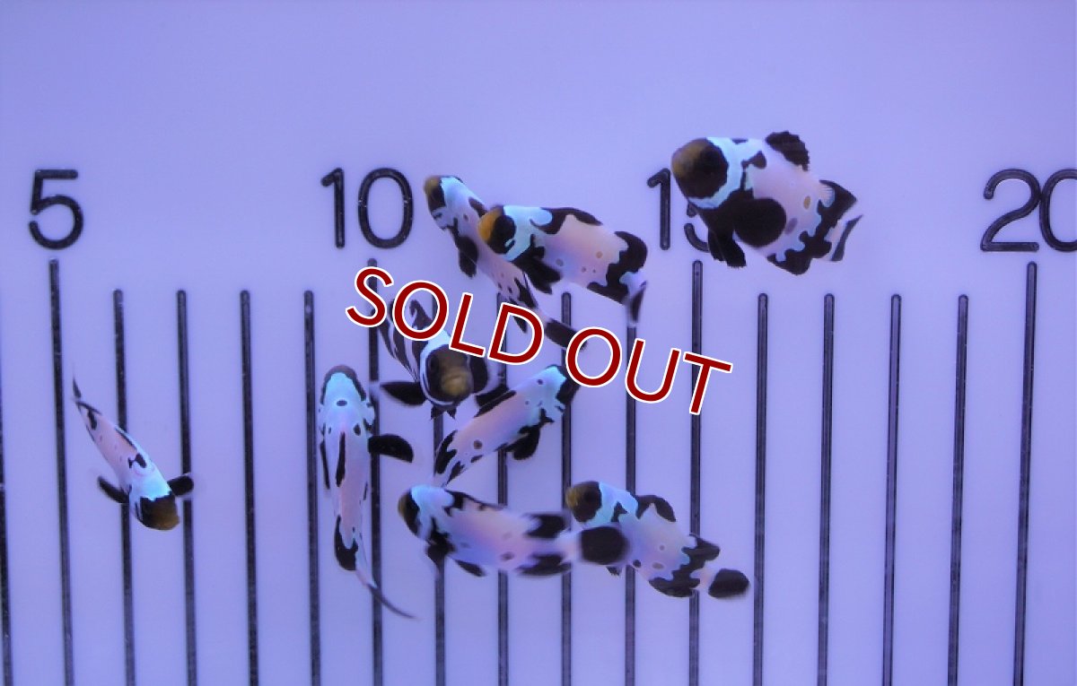 画像3: 【海水魚・クマノミ】スポッテッドブラックスノーフレーククラウン（1匹）（±4.5-5.5cm）（サンプル画像）（生体）(海水魚) (3)