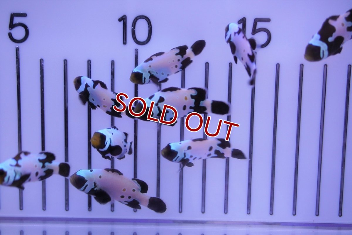 画像4: 【海水魚・クマノミ】スポッテッドブラックスノーフレーククラウン（1匹）（±4.5-5.5cm）（サンプル画像）（生体）(海水魚) (4)