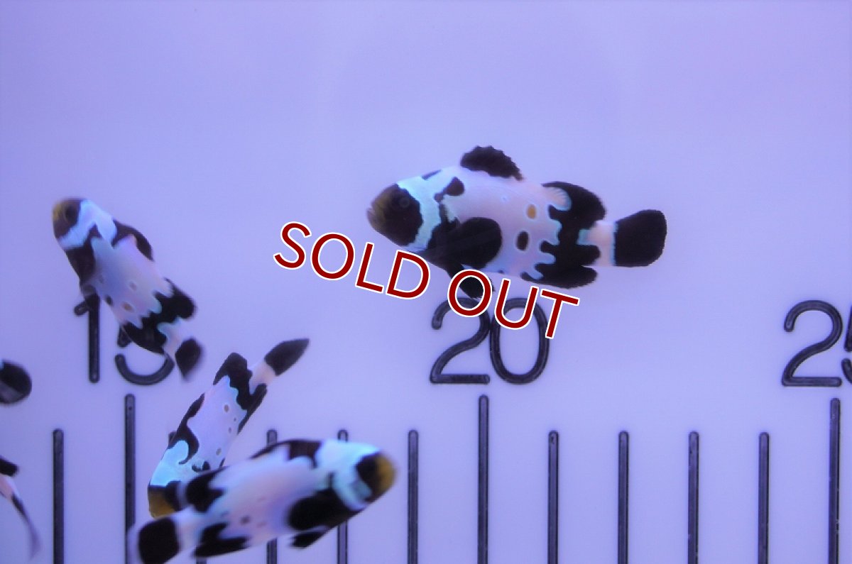 画像2: 【海水魚・クマノミ】スポッテッドブラックスノーフレーククラウン（2匹セット）（±3.5-4cm）（サンプル画像）（生体）(海水魚) (2)