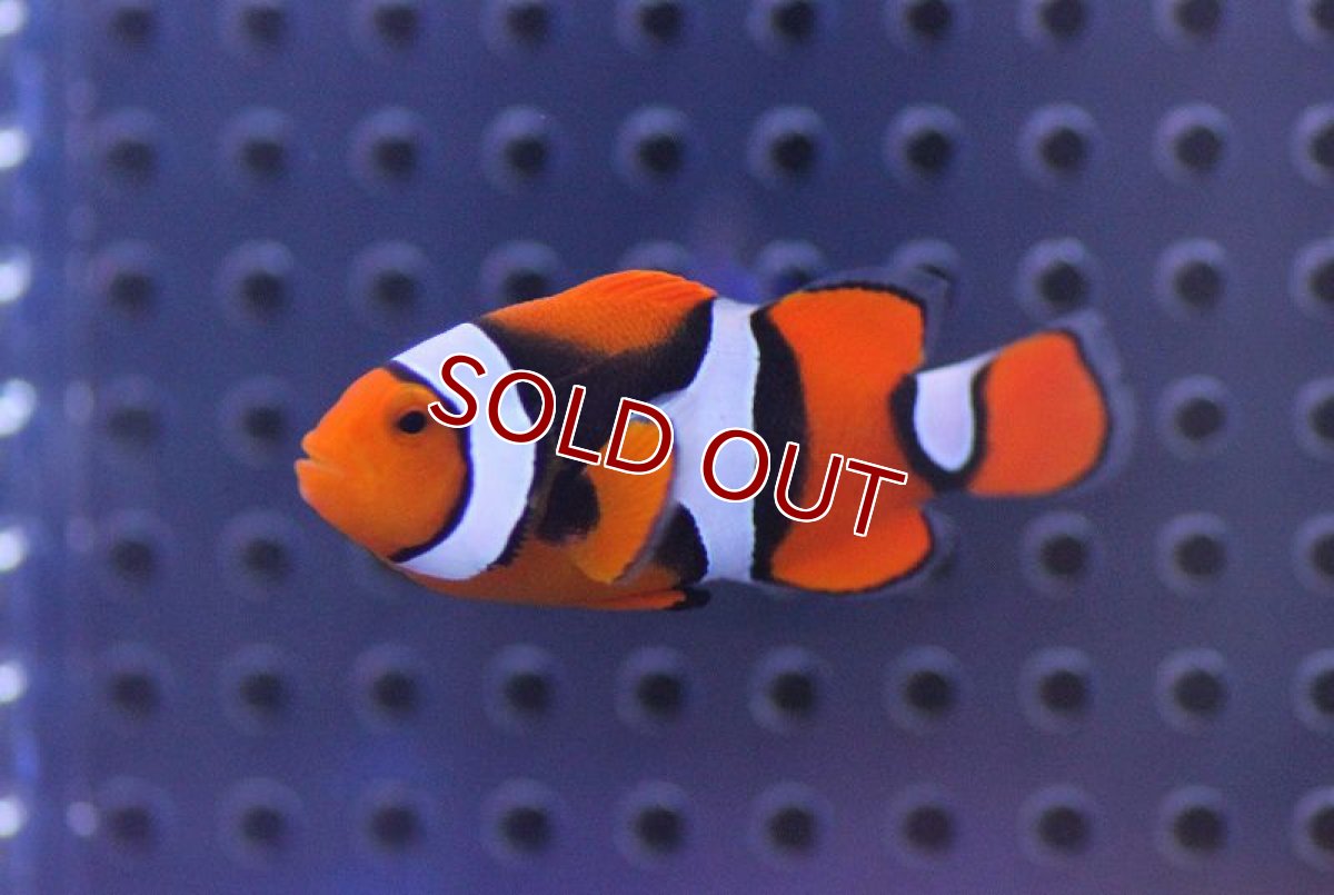 画像2: 【海水魚・クマノミ】ペルクラウンアネモネフィッシュ（ワイルド）【1匹】（±4-5cm）（サンプル画像）（生体）(海水魚)（サンゴ） (2)