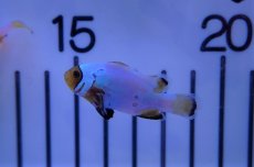 画像1: 【海水魚・クマノミ】【通販】フロストバイトクラウン/MIXグレード【1匹】（±3.5-4.5cm）（サンプル画像）（生体）(海水魚)（サンゴ） (1)