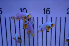 画像3: 【海水魚・クマノミ】【通販】フロストバイトクラウン/MIXグレード【1匹】（±3.5-4.5cm）（サンプル画像）（生体）(海水魚)（サンゴ） (3)