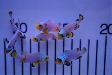 画像5: 【海水魚・クマノミ】【通販】フロストバイトクラウン/MIXグレード【1匹】（±3.5-4.5cm）（サンプル画像）（生体）(海水魚)（サンゴ） (5)