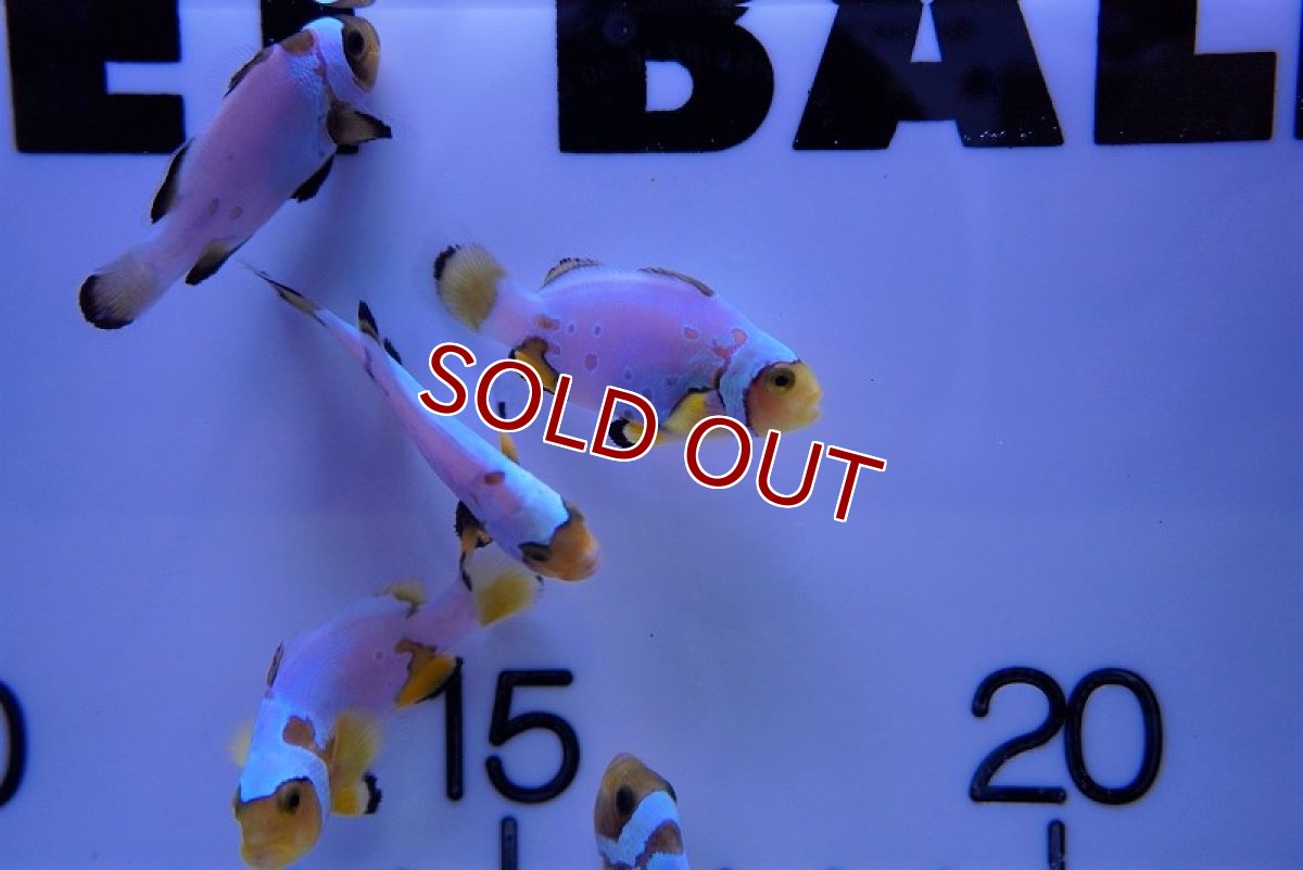 画像2: 【海水魚・クマノミ】フロストバイトクラウン/MIXグレード【3匹セット】（±3.5-4.5cm）（サンプル画像）（生体）(海水魚)（サンゴ） (2)