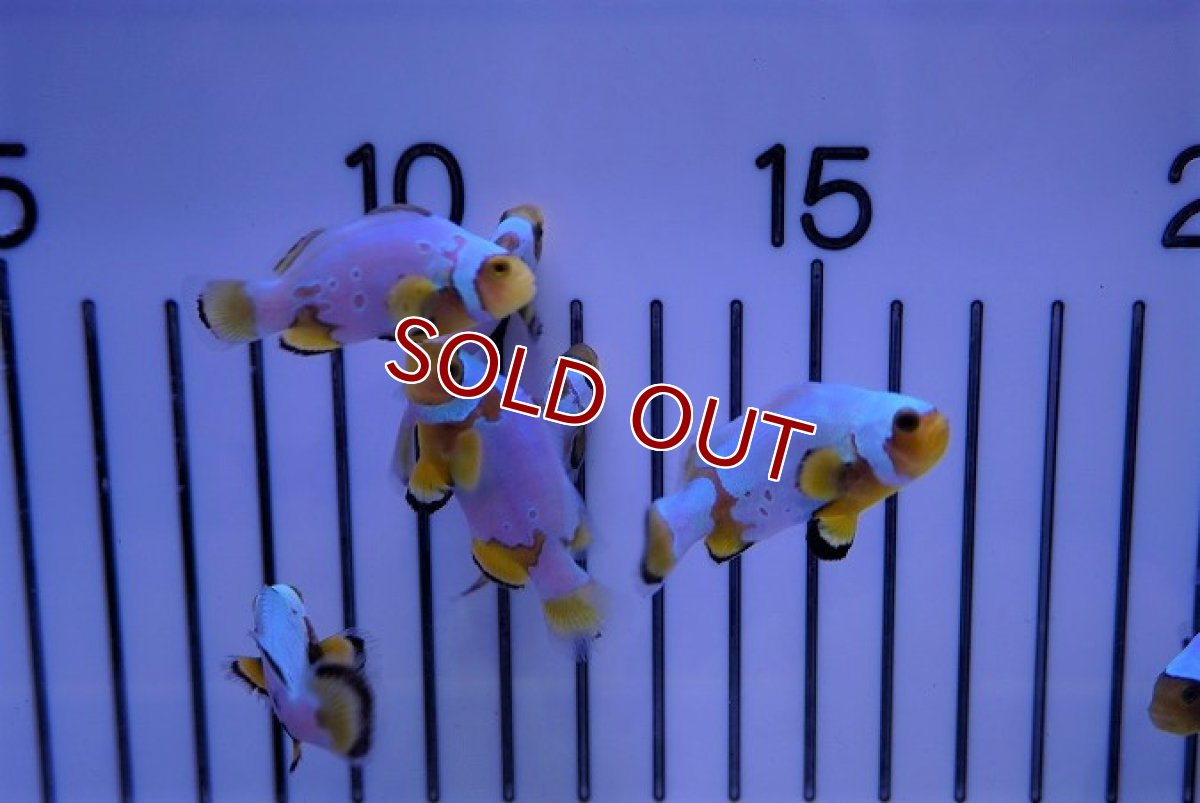 画像3: 【海水魚・クマノミ】フロストバイトクラウン/MIXグレード【3匹セット】（±3.5-4.5cm）（サンプル画像）（生体）(海水魚)（サンゴ） (3)