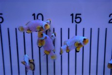 画像3: 【海水魚・クマノミ】フロストバイトクラウン/MIXグレード【3匹セット】（±3.5-4.5cm）（サンプル画像）（生体）(海水魚)（サンゴ） (3)