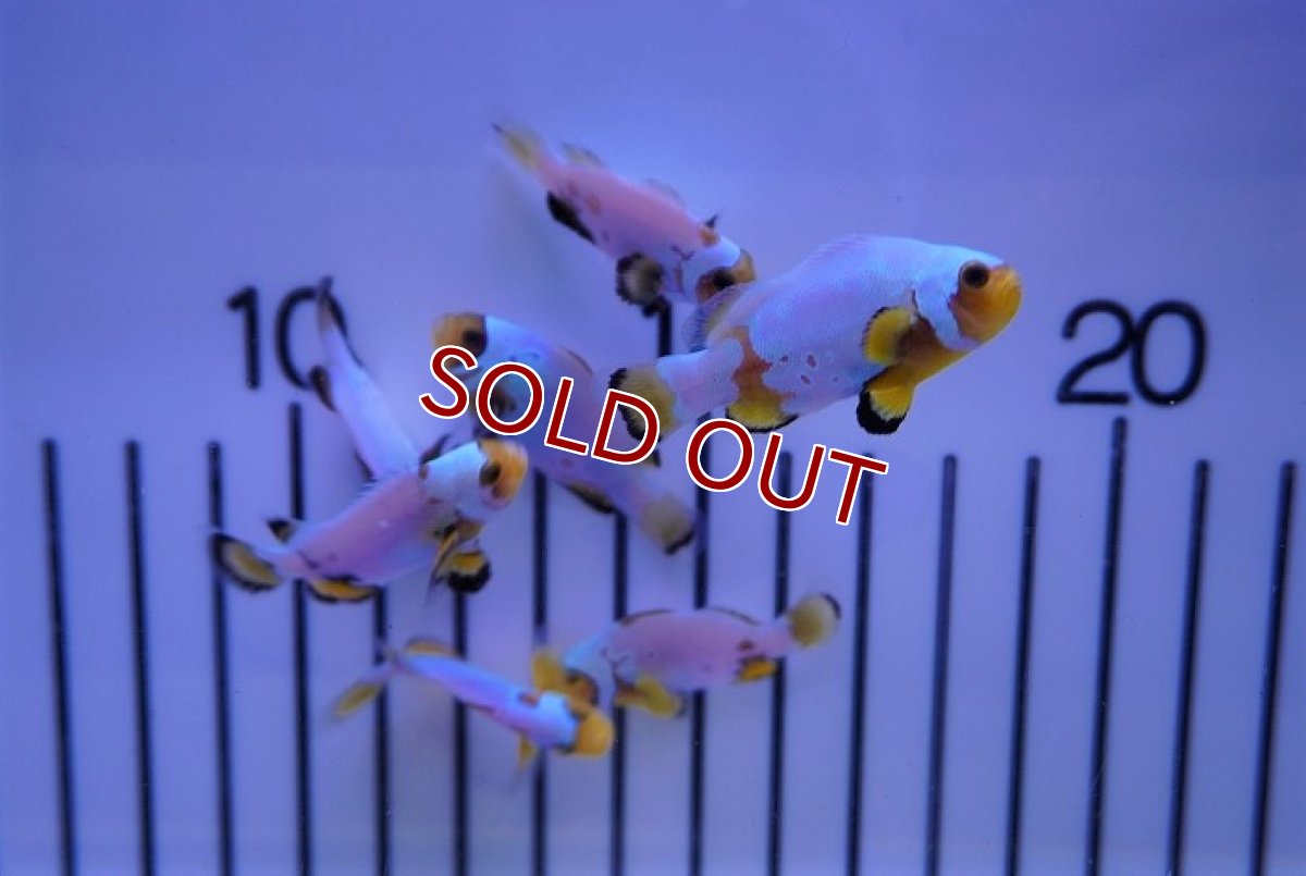 画像4: 【海水魚・クマノミ】フロストバイトクラウン/MIXグレード【3匹セット】（±3.5-4.5cm）（サンプル画像）（生体）(海水魚)（サンゴ） (4)