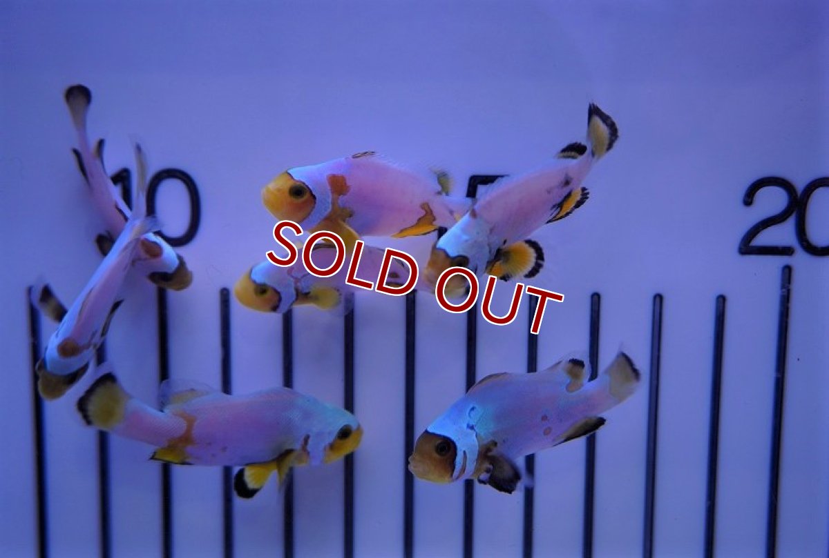 画像5: 【海水魚・クマノミ】フロストバイトクラウン/MIXグレード【3匹セット】（±3.5-4.5cm）（サンプル画像）（生体）(海水魚)（サンゴ） (5)