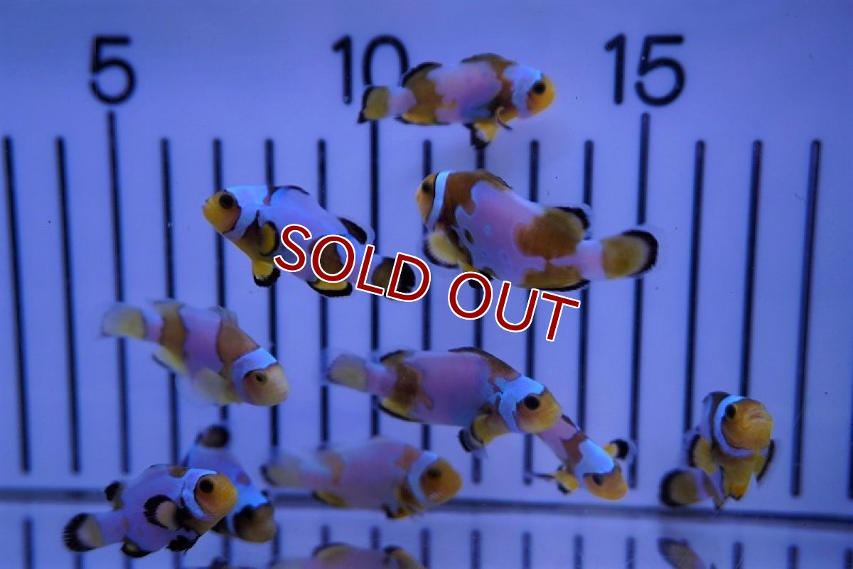 画像3: 【海水魚・クマノミ】スノーフレーククラウン/MIXグレード【1匹】（±3.5-4.5cm）（サンプル画像）（生体）(海水魚)（サンゴ） (3)