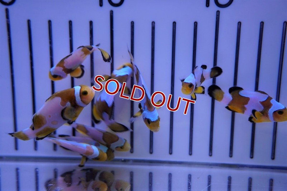 画像5: 【海水魚・クマノミ】スノーフレーククラウン/MIXグレード【1匹】（±3.5-4.5cm）（サンプル画像）（生体）(海水魚)（サンゴ） (5)