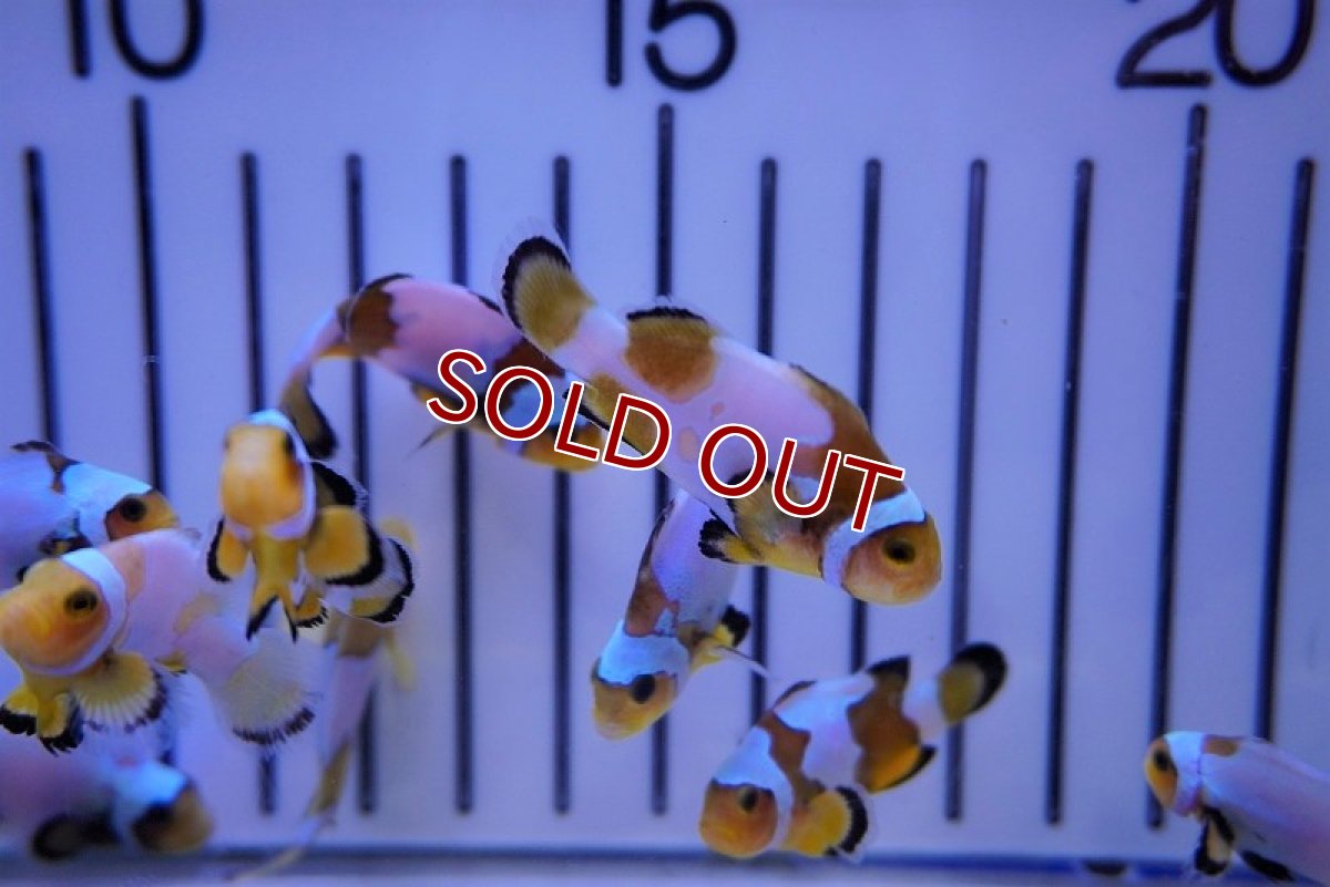 画像2: 【海水魚・クマノミ】スノーフレーククラウン/MIXグレード【3匹セット】（±3.5-4.5cm）（サンプル画像）（生体）(海水魚)（サンゴ） (2)