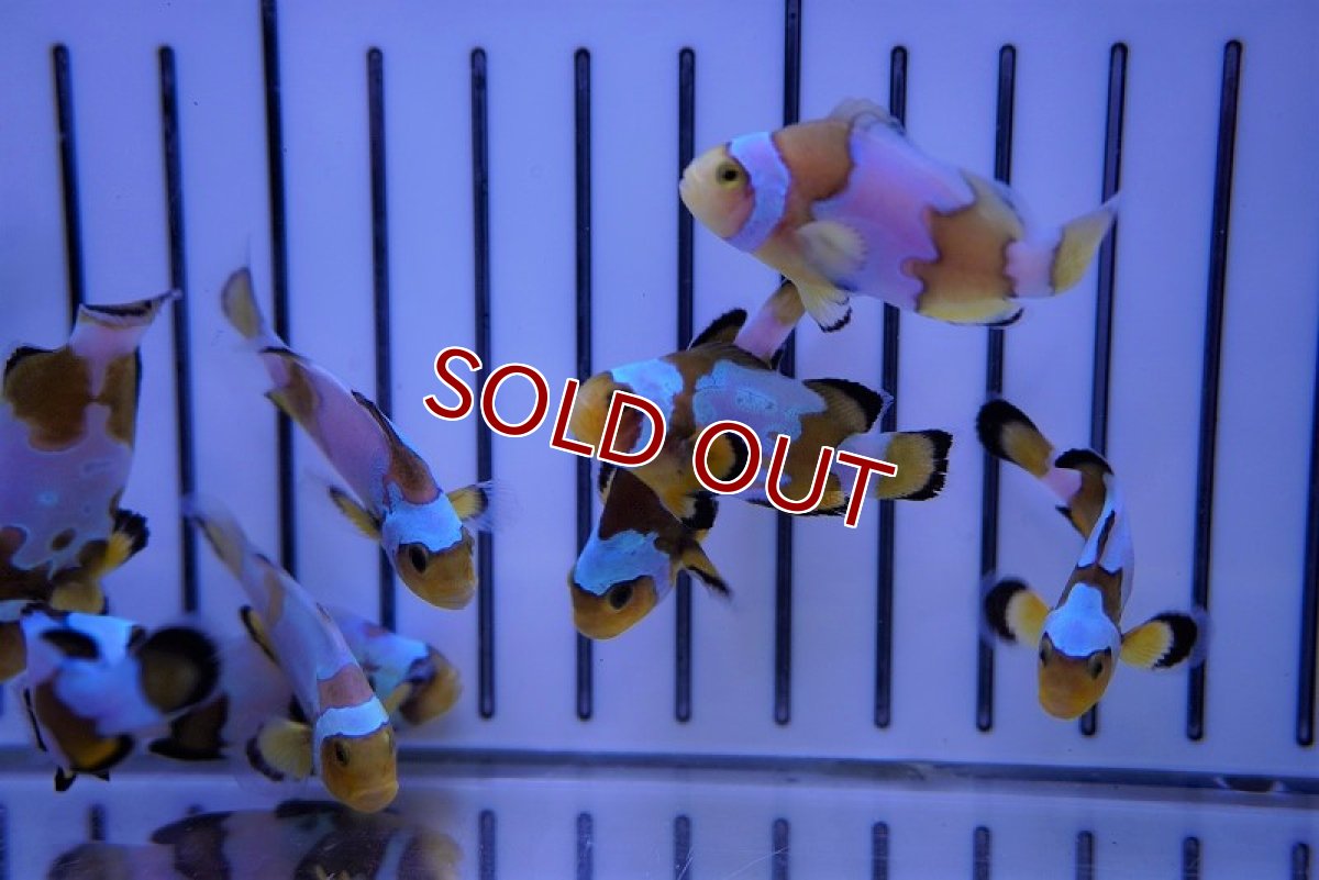 画像4: 【海水魚・クマノミ】スノーフレーククラウン/MIXグレード【3匹セット】（±3.5-4.5cm）（サンプル画像）（生体）(海水魚)（サンゴ） (4)