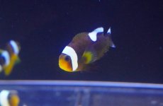 画像1: 【海水魚・クマノミ】【通販】トウアカクマノミ（M-MLサイズ）【1匹】（±4-6cm）（サンプル画像）（生体）(海水魚) (1)