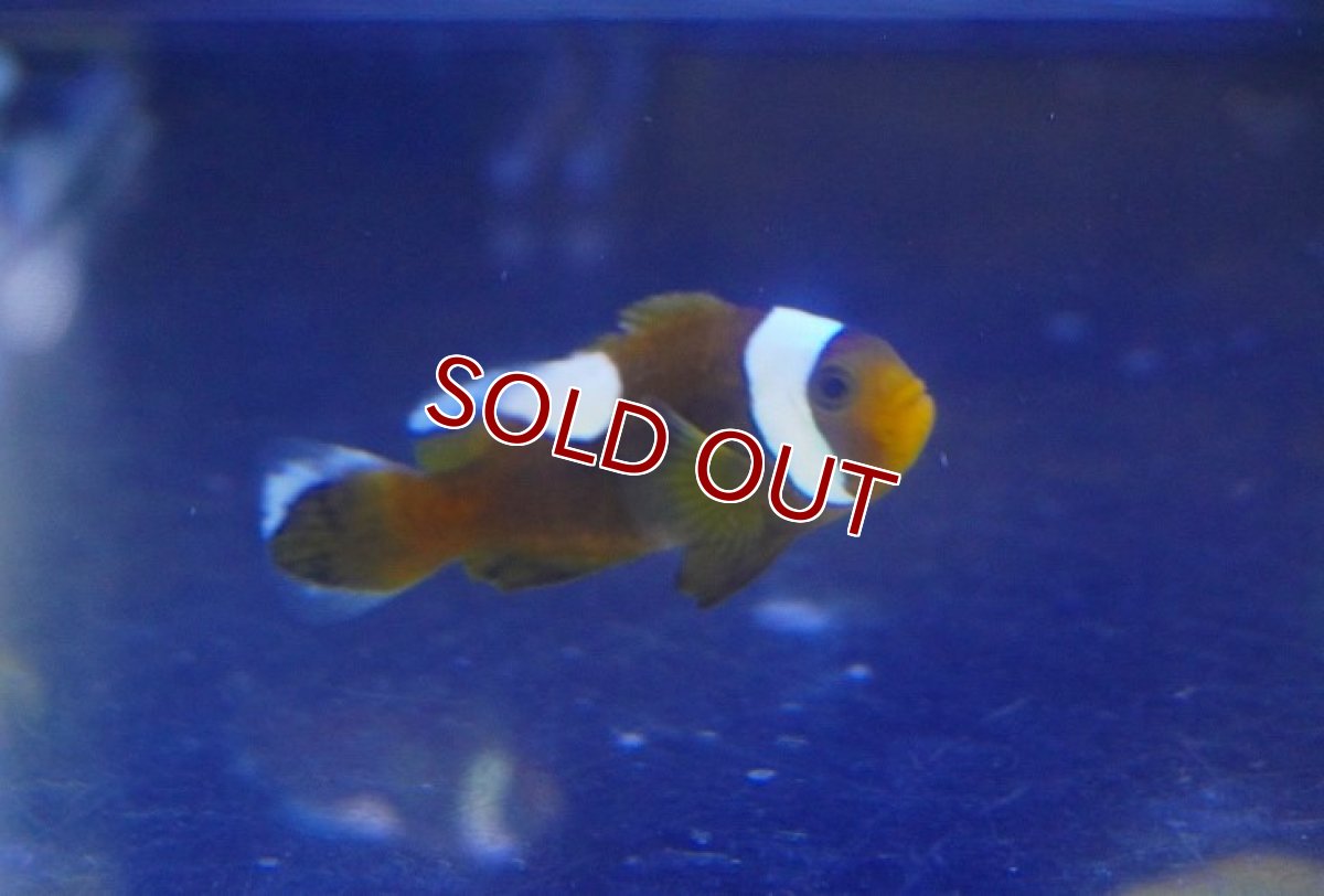 画像2: 【海水魚・クマノミ】トウアカクマノミ（M-MLサイズ）【1匹】（±4-6cm）（サンプル画像）（生体）(海水魚) (2)