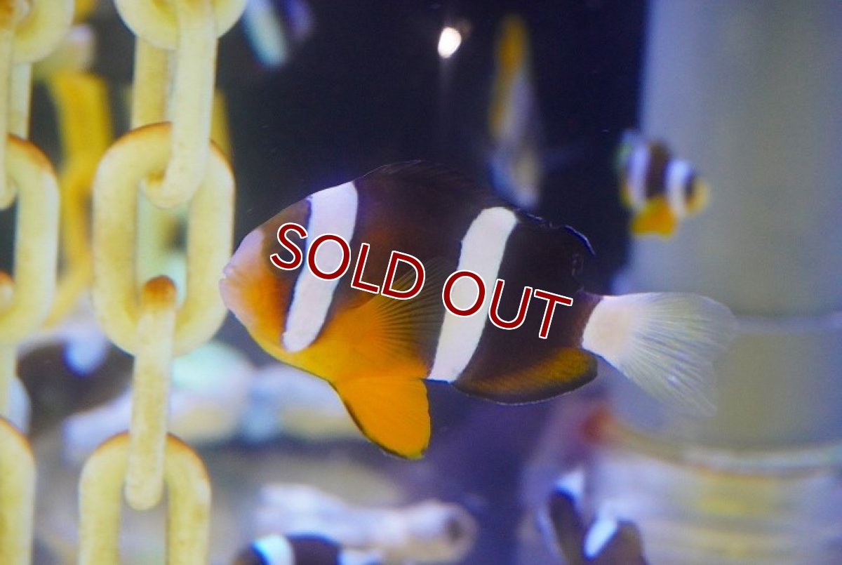 画像1: 【海水魚・クマノミ】クマノミ（M-MLサイズ）【1匹】（±5-7cm）（サンプル画像）（生体）(海水魚) (1)