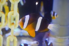 画像1: 【海水魚・クマノミ】【通販】クマノミ（M-MLサイズ）【1匹】（±5-7cm）（サンプル画像）（生体）(海水魚) (1)