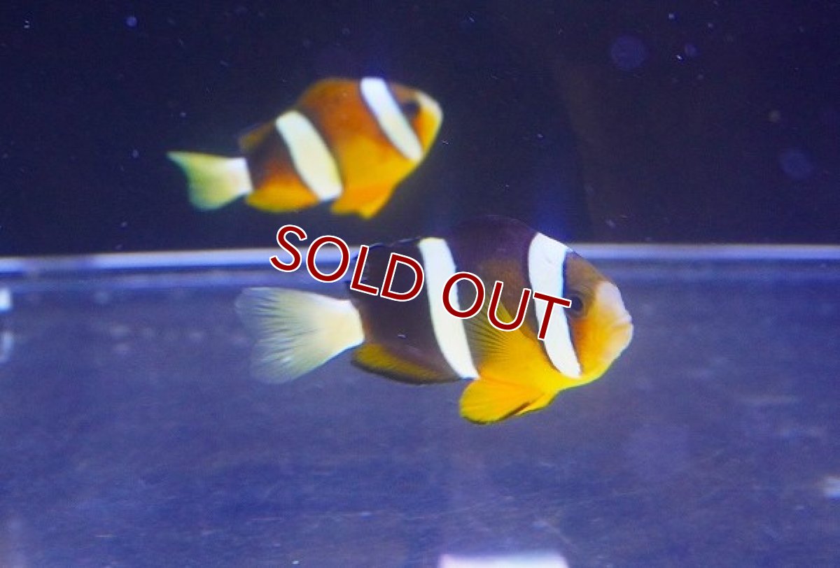 画像2: 【海水魚・クマノミ】クマノミ（M-MLサイズ）【1匹】（±5-7cm）（サンプル画像）（生体）(海水魚) (2)