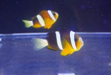 画像2: 【海水魚・クマノミ】クマノミ（M-MLサイズ）【1匹】（±5-7cm）（サンプル画像）（生体）(海水魚) (2)
