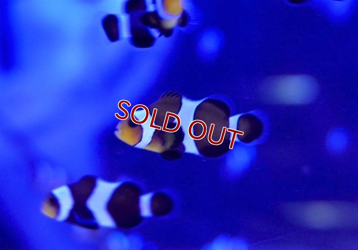 画像2: 【海水魚・クマノミ】お買い得♪ブラックオセラリス（ライトカラー）【1匹】（±3cm）（サンプル画像）（生体）(海水魚) (2)