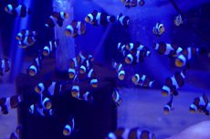 画像3: 【海水魚・クマノミ】【通販】お買い得♪ブラックオセラリス（ライトカラー）【1匹】（±3cm）（サンプル画像）（生体）(海水魚) (3)