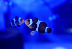 画像1: 【海水魚・クマノミ】お買い得♪ブラックオセラリス（ライトカラー）【3匹セット】（±3cm）（サンプル画像）（生体）(海水魚) (1)