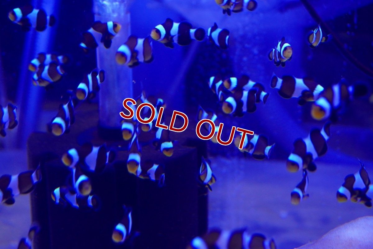 画像3: 【海水魚・クマノミ】お買い得♪ブラックオセラリス（ライトカラー）【3匹セット】（±3cm）（サンプル画像）（生体）(海水魚) (3)