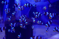 画像3: 【海水魚・クマノミ】お買い得♪ブラックオセラリス（ライトカラー）【3匹セット】（±3cm）（サンプル画像）（生体）(海水魚) (3)