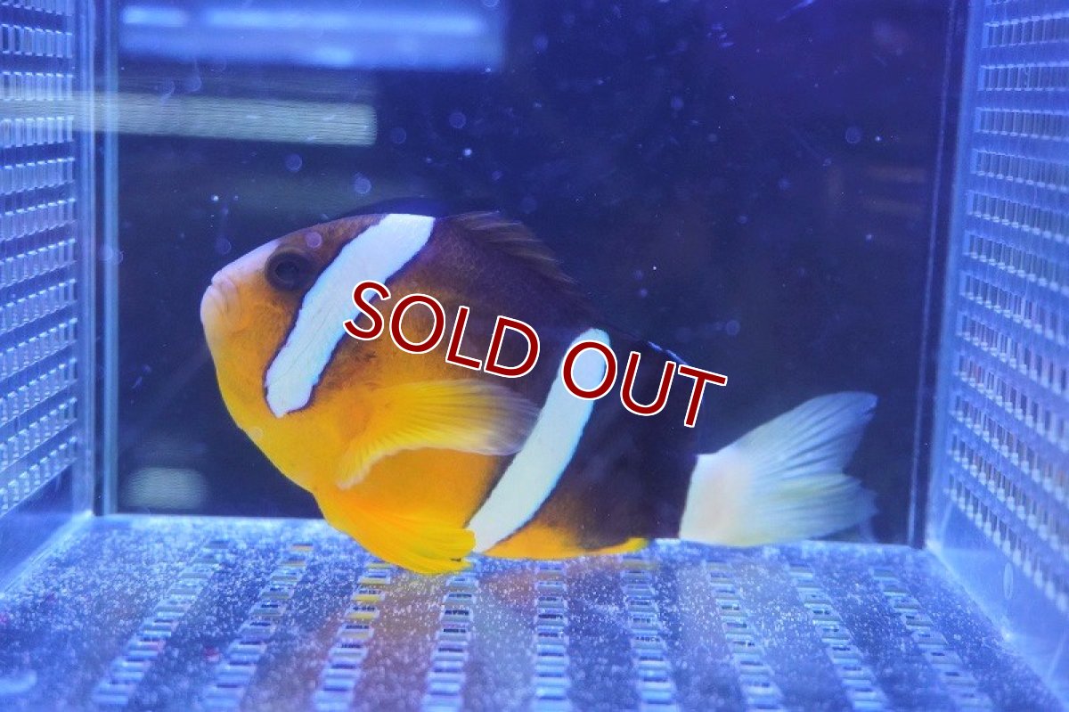 画像1: 【海水魚・クマノミ】クマノミ（Lサイズ）【1匹】（±8-10cm）（サンプル画像）（生体）(海水魚) (1)