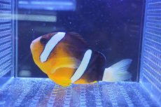 画像1: 【海水魚・クマノミ】クマノミ（Lサイズ）【1匹】（±8-10cm）（サンプル画像）（生体）(海水魚) (1)