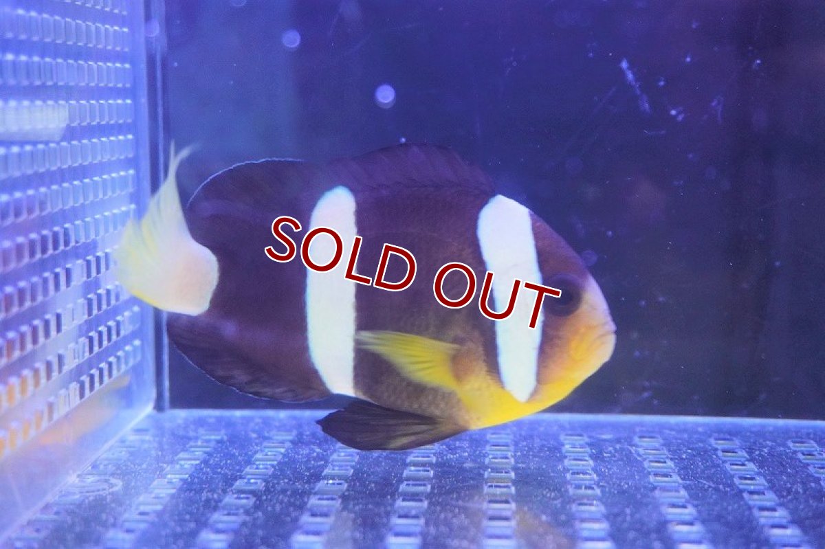 画像2: 【海水魚・クマノミ】クマノミ（Lサイズ）【1匹】（±8-10cm）（サンプル画像）（生体）(海水魚) (2)