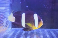 画像2: 【海水魚・クマノミ】クマノミ（Lサイズ）【1匹】（±8-10cm）（サンプル画像）（生体）(海水魚) (2)