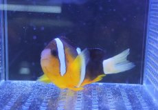画像3: 【海水魚・クマノミ】クマノミ（Lサイズ）【1匹】（±8-10cm）（サンプル画像）（生体）(海水魚) (3)