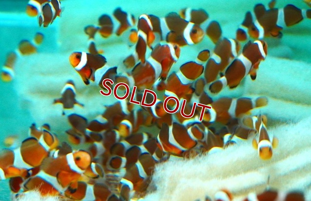 画像2: 【海水魚・クマノミ】【状態良好ですが、難アリ個体です】B品 ブリードカクレクマノミ【5匹セット】（±3-4cm）（サンプル画像）（生体）(海水魚) (2)