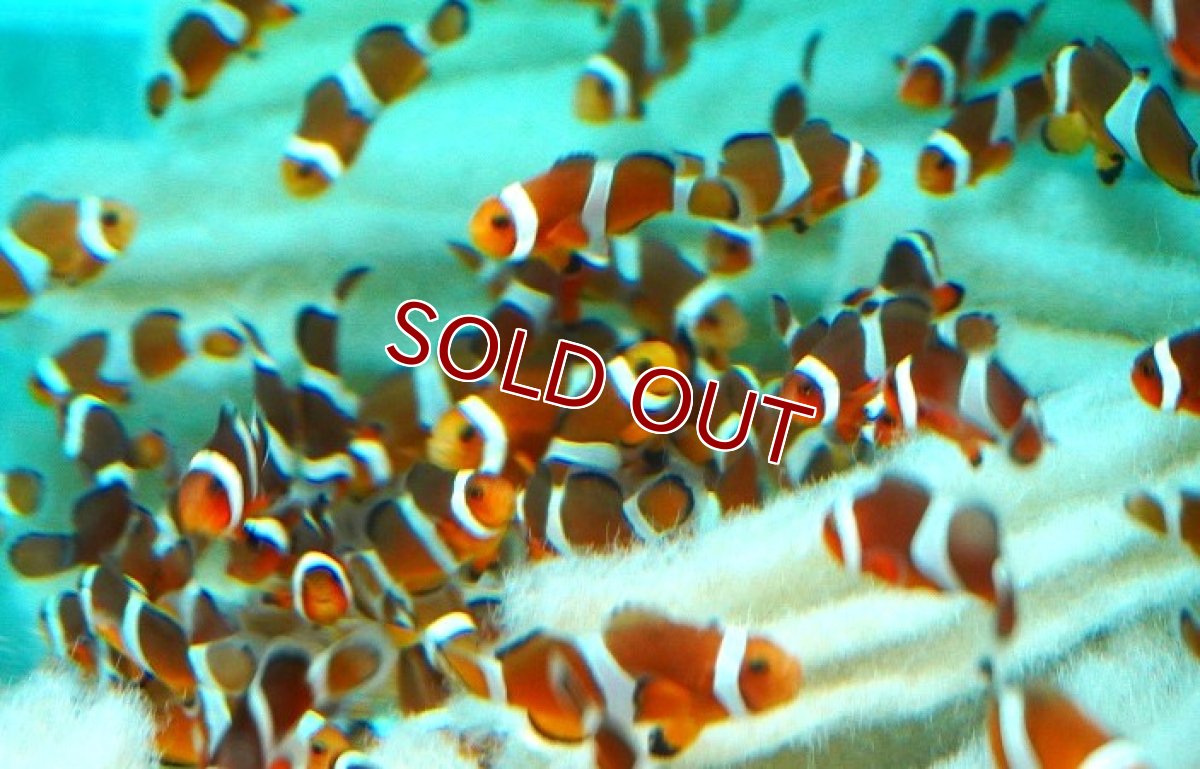 画像3: 【海水魚・クマノミ】【状態良好ですが、難アリ個体です】B品 ブリードカクレクマノミ【10匹セット】（±3-4cm）（サンプル画像）（生体）(海水魚) (3)