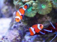 画像1: 【海水魚・クマノミ】【通販】カクレクマノミ 2匹セット  (国産ブリード) 【1セット】±3-4cm(サンプル画像）（生体）(海水魚)（サンゴ） (1)