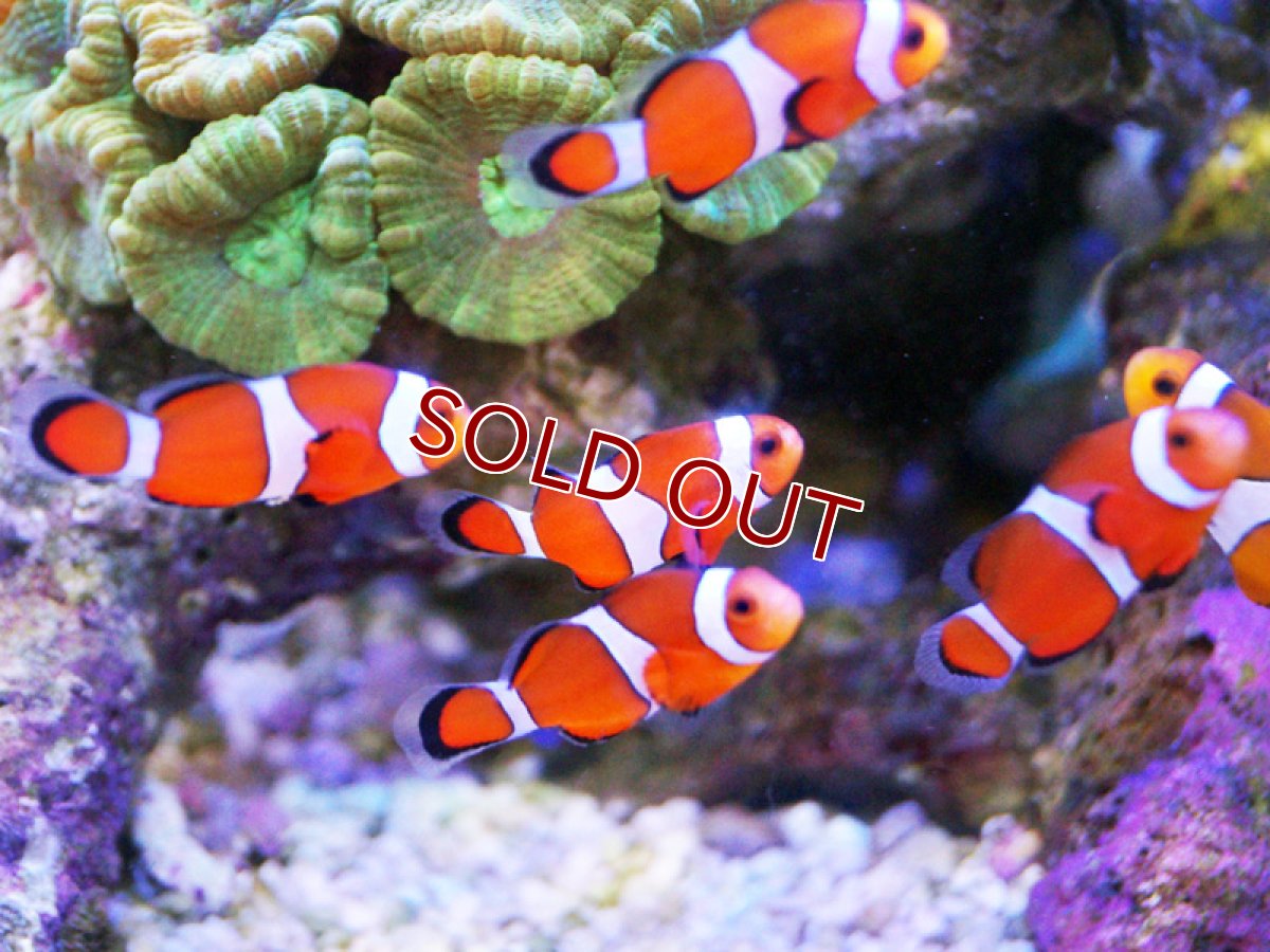 画像2: 【海水魚・クマノミ】カクレクマノミ 2匹セット  (国産ブリード) 【1セット】±3-4cm(サンプル画像）（生体）(海水魚)（サンゴ） (2)